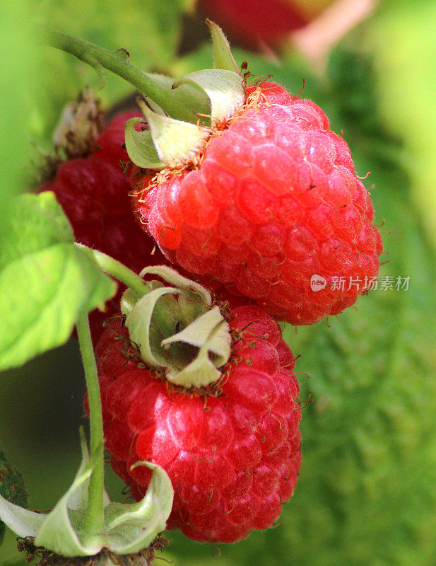 覆盆子成熟在覆盆子藤/植物，水果笼/菜园